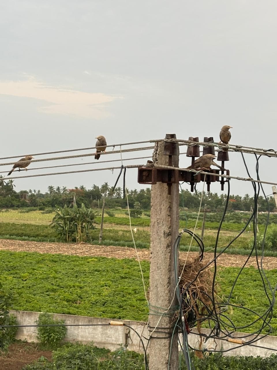 Birds on wires above green fields around Mopidevi Lanka